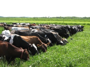 These grass-fed cows near Lake Champlain, VT are generating several inches of soil per decade.