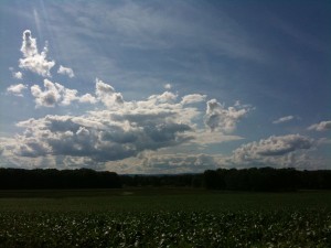 corn under a western Massachusetts sky